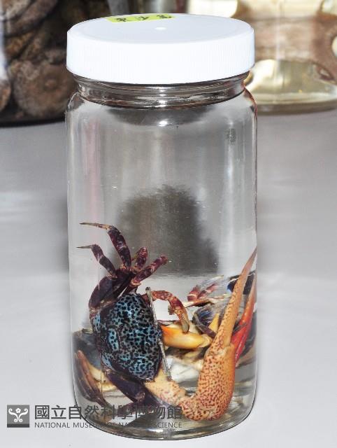四角招潮藏品圖，第4張