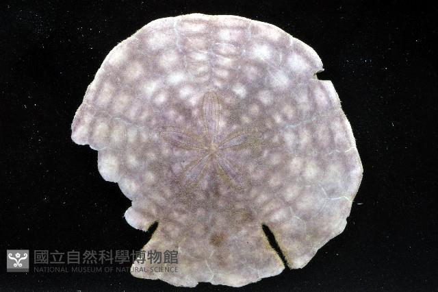 裂邊毛餅海膽藏品圖，第4張