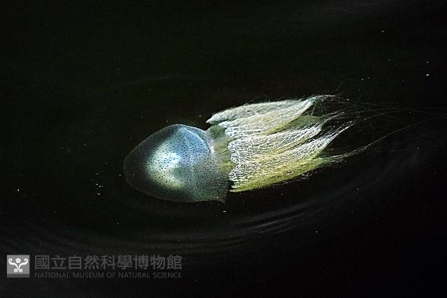 端鞭水母藏品圖，第4張
