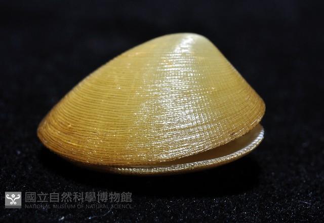 伊豆銀錦蛤藏品圖，第4張