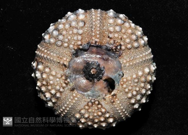 冠刺棘海膽藏品圖，第4張