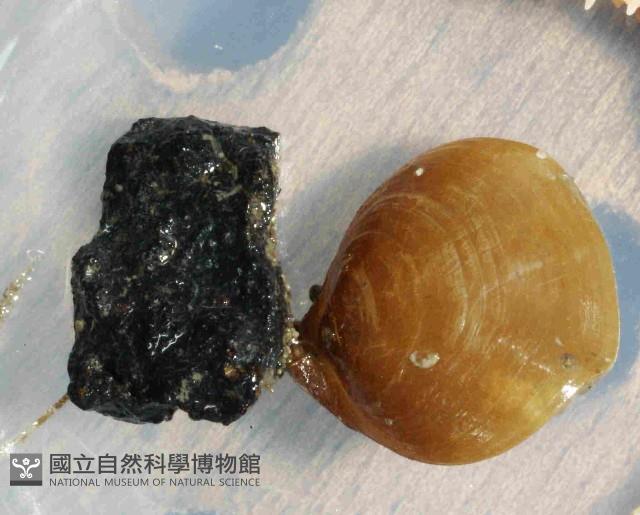 未知種酸漿貝(腕足類)藏品圖，第4張