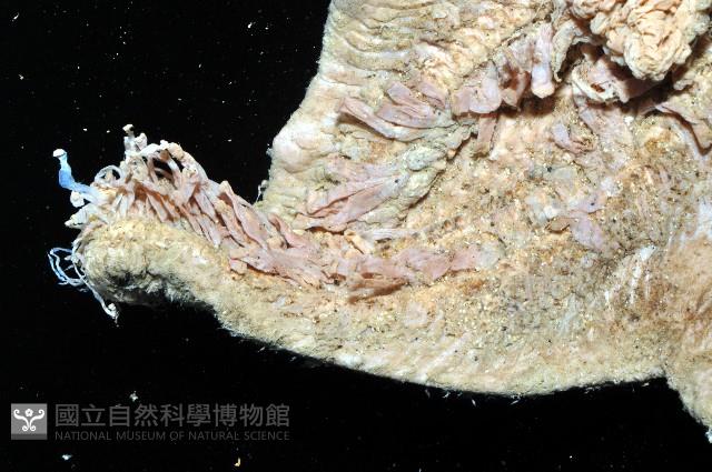 未知種薄膜海星藏品圖，第4張