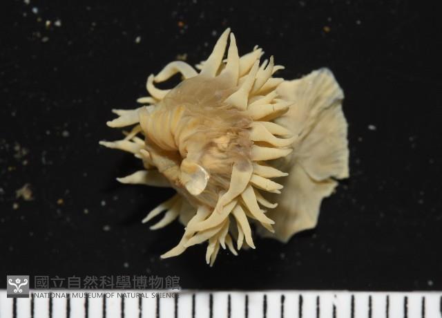 縱條磯海葵藏品圖，第4張
