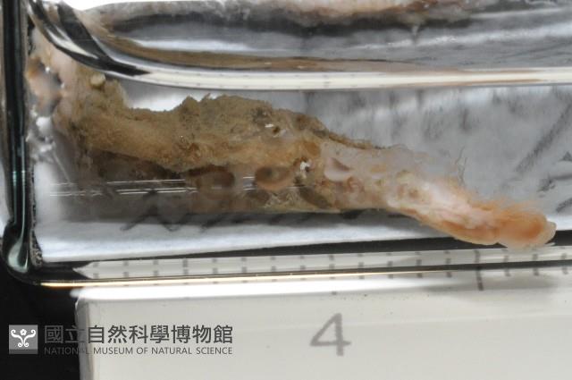 梧棲搓蟄蟲藏品圖，第4張