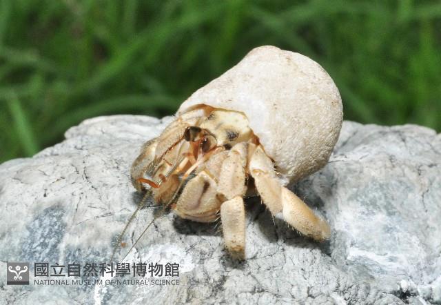 皺紋(灰白)陸寄居蟹藏品圖，第4張