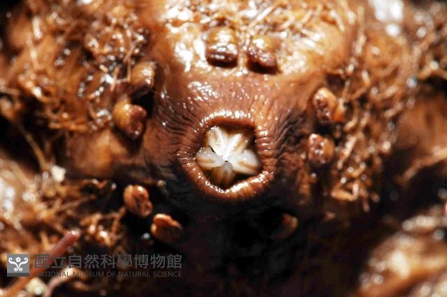 環刺棘海膽藏品圖，第4張