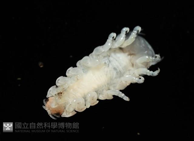 未知種縮頭水虱藏品圖，第4張