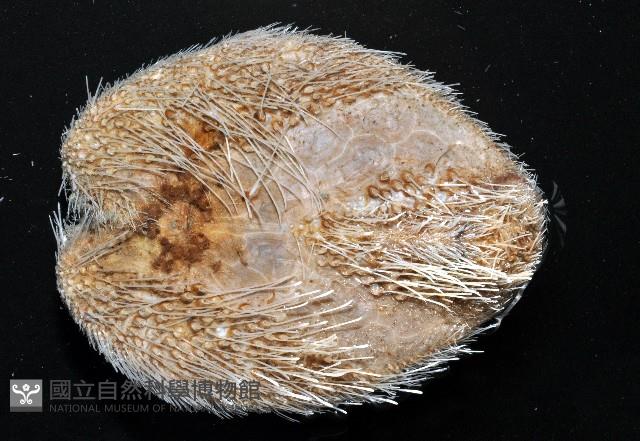 大裸心海膽藏品圖，第4張