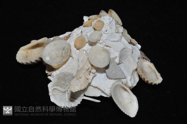 綴殼螺藏品圖，第4張