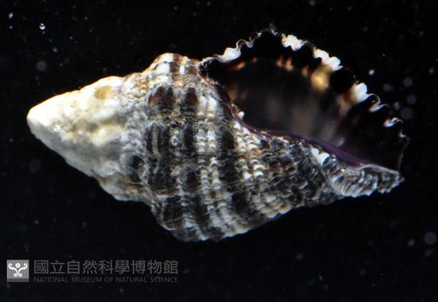 稜結螺藏品圖，第4張