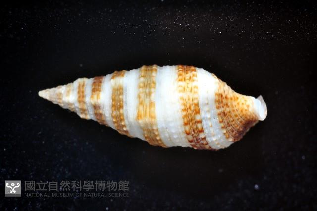 褐帶蟹守螺藏品圖，第4張