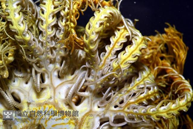輪替海齒花藏品圖，第4張