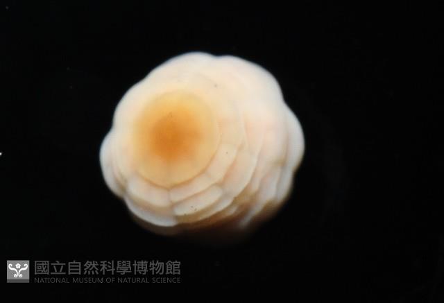 未知種海葵(海葵目)藏品圖，第4張