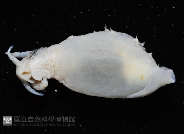 條紋背肛海兔藏品圖，第4張