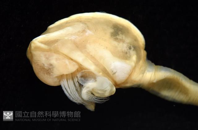 斧板茗荷藏品圖，第4張