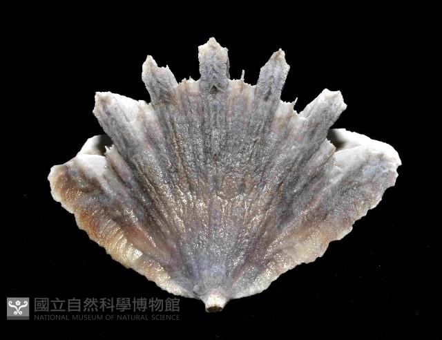 菱扇形珊瑚藏品圖，第4張