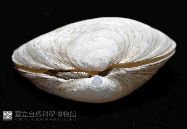 粗異白櫻蛤藏品圖，第4張