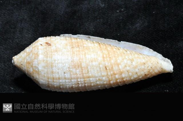 長芋螺藏品圖，第4張