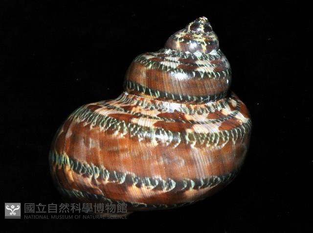 貓眼蠑螺藏品圖，第4張
