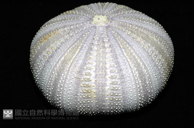 白棘三列海膽藏品圖，第4張