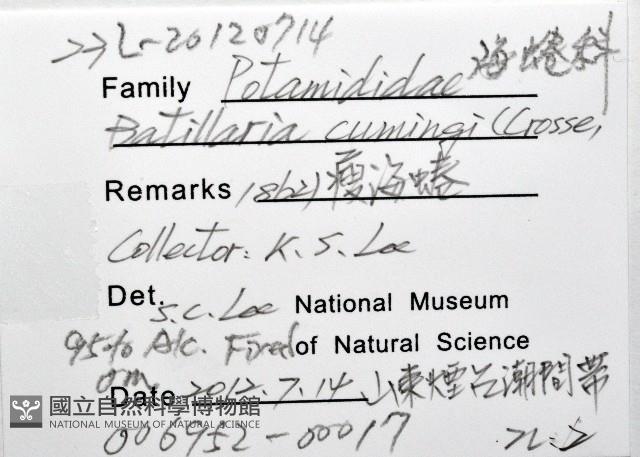 瘦海蜷(古氏灘棲螺)藏品圖，第4張