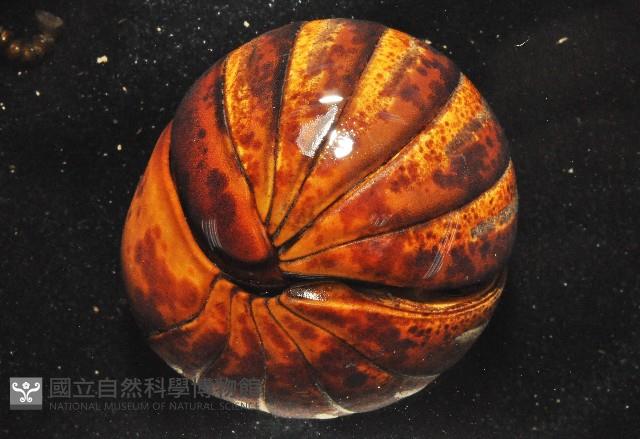 未知種球馬陸藏品圖，第4張