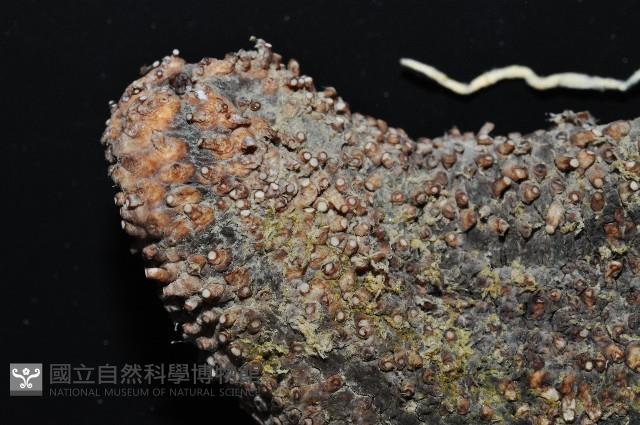 異色哈威參藏品圖，第4張