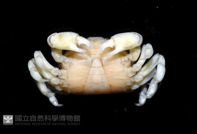 雙齒豆蟹藏品圖，第4張