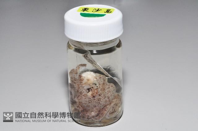 淡紫圓盤海蛞蝓藏品圖，第4張