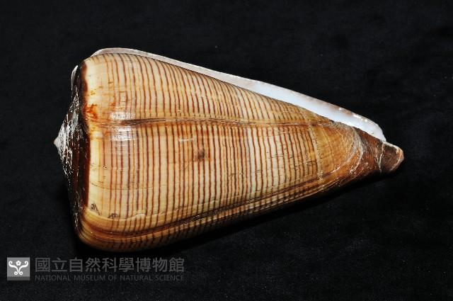 登錄號:007819-00057藏品圖，第4張