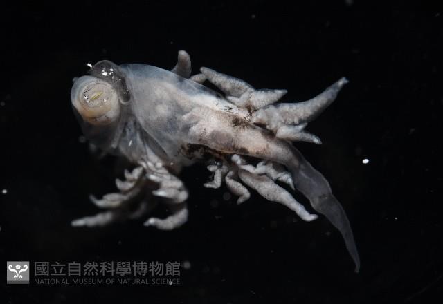 大西洋海神海蛞蝓藏品圖，第4張
