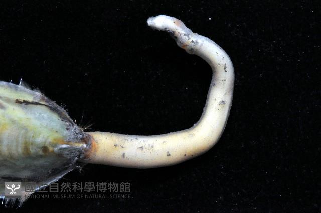 鴨嘴海豆芽藏品圖，第4張