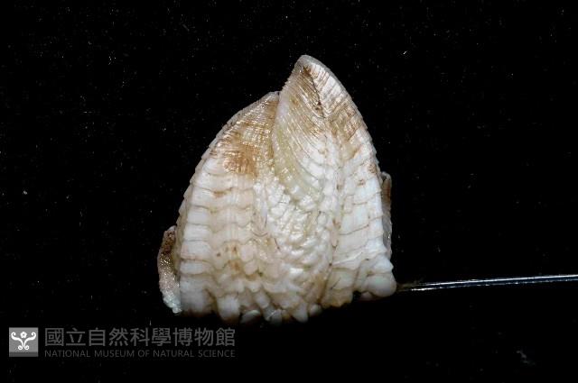 船型高花籠藏品圖，第4張