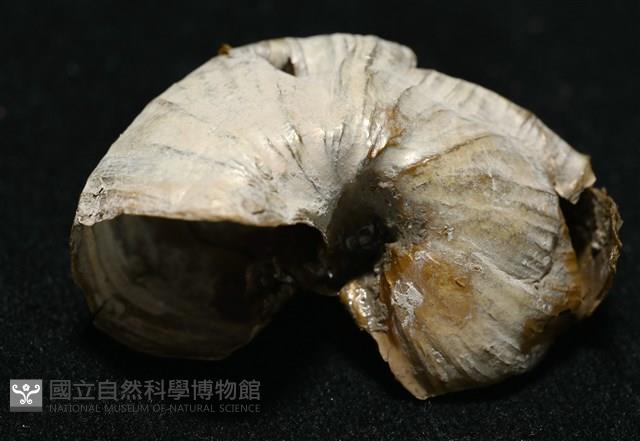 造殼海葵之一種藏品圖，第4張