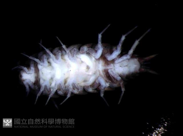 未知種臘鼠婦藏品圖，第4張