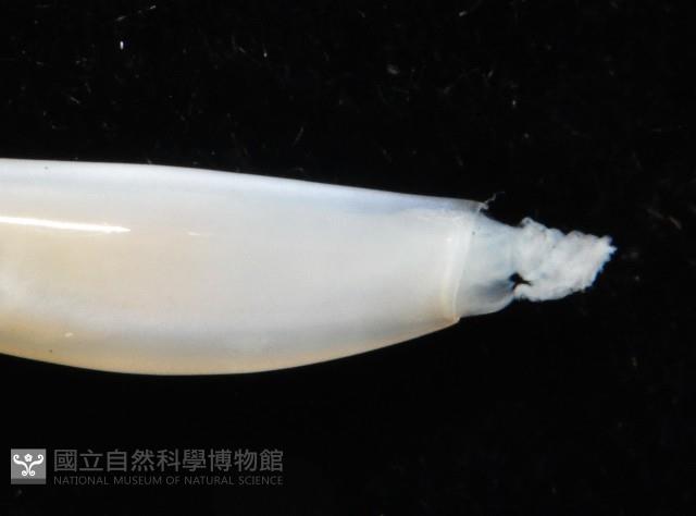 胖象牙貝藏品圖，第4張
