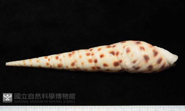 褐斑筍螺藏品圖，第4張