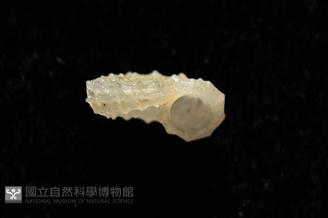 菲律賓花冠螺藏品圖，第4張