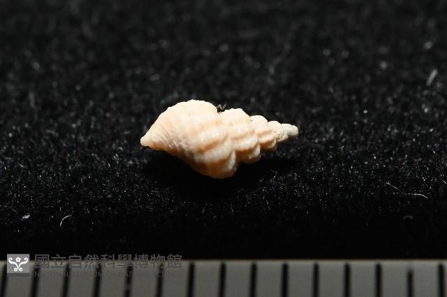 龜山島核螺藏品圖，第4張