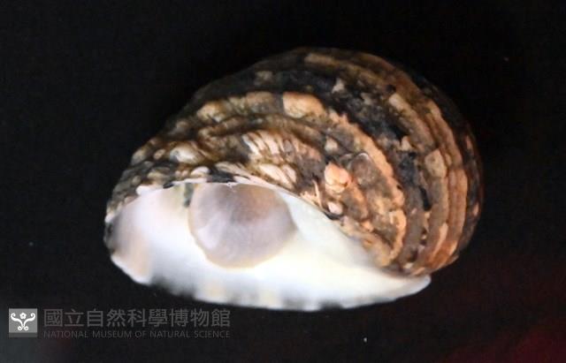 花圓蜑螺藏品圖，第4張