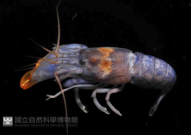 狄氏擬槍蝦藏品圖，第4張