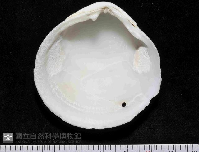 滿月(環肋)櫻蛤藏品圖，第4張