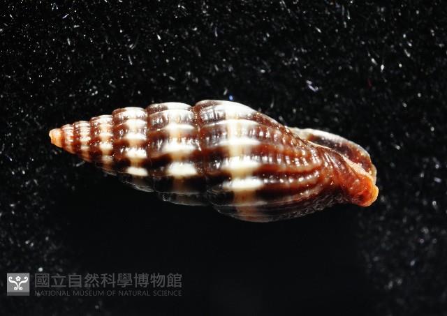 淑女蛹筆螺藏品圖，第4張