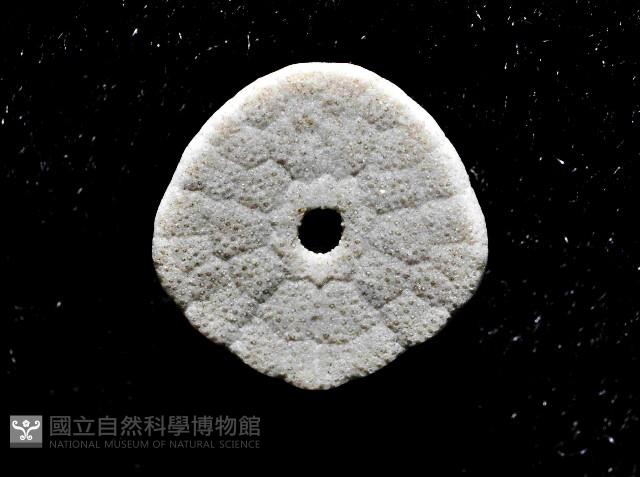 馬氏海錢(馬氏扣海膽)藏品圖，第4張
