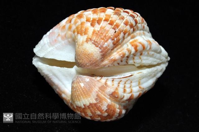 厚殼算盤蛤藏品圖，第4張