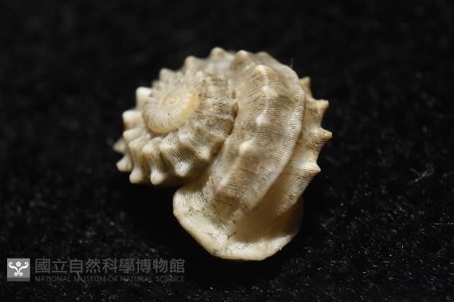 基隆花冠螺藏品圖，第4張