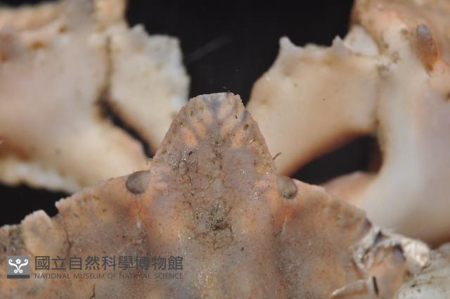 環狀(圓拱)隱足蟹藏品圖，第4張