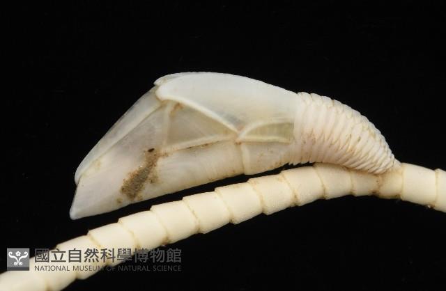藤壺三角鎧茗荷藏品圖，第4張