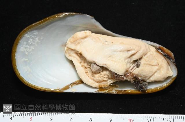 平端深海殼菜蛤藏品圖，第4張